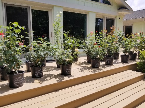 Landscape design and sod installation